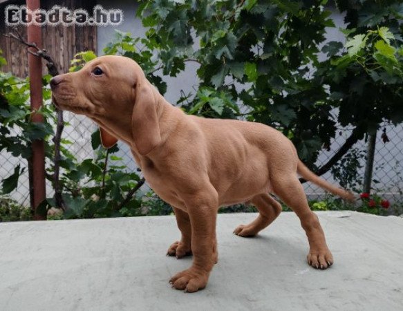 Magyar vizsla fajtajellegű kiskutya