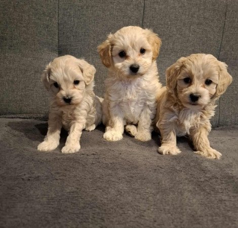 Maltipoo
