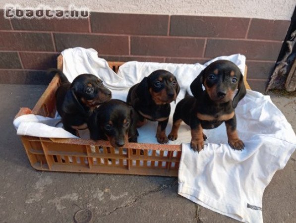 Tacskó kiskutyák eladók