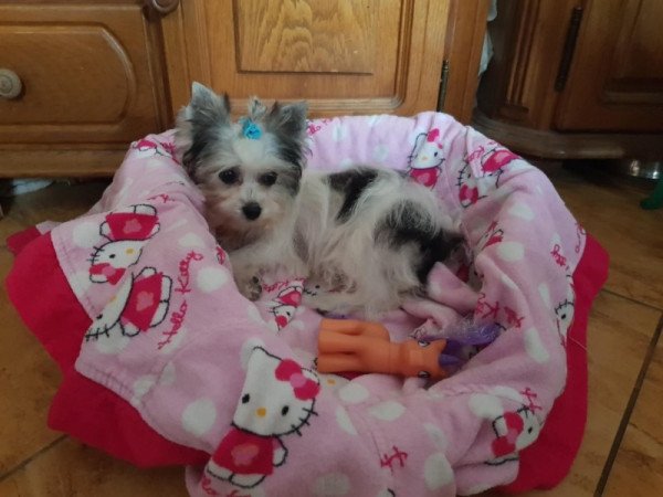 Biever yorki yorkshire