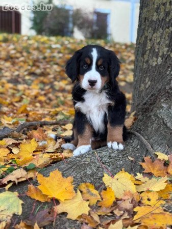 Bernipásztor kölyök eladó