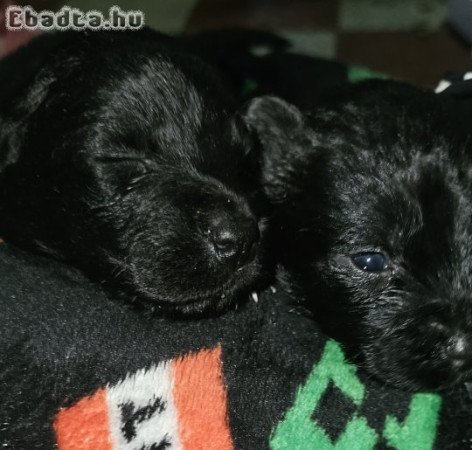 Ingyen elvihető border collie és mudi kiskutyák