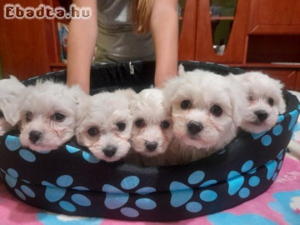 Máltai Selyem kiskutya