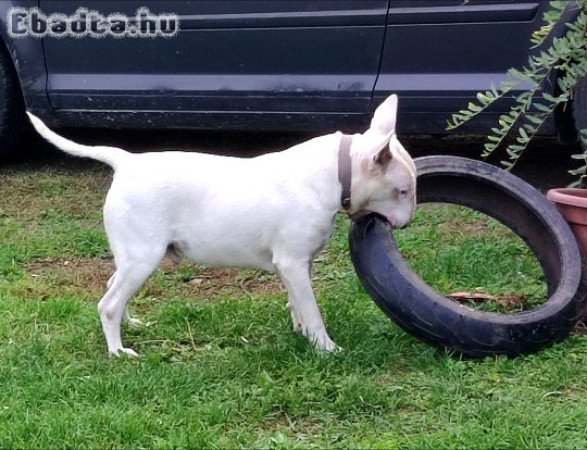 1,5 éves Bullterrier törzskönyves
