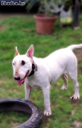 1,5 éves Bullterrier törzskönyves