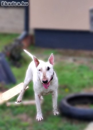 1,5 éves Bullterrier törzskönyves