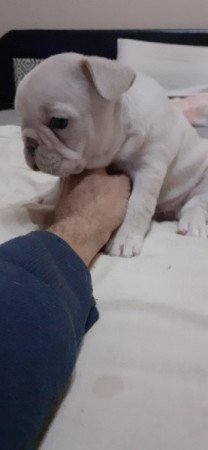 Francia bulldog