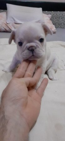 Francia bulldog