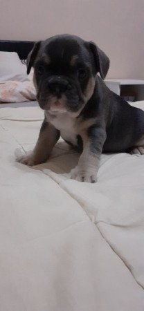 Francia bulldog