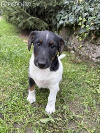 Foxterrier kiskutyák