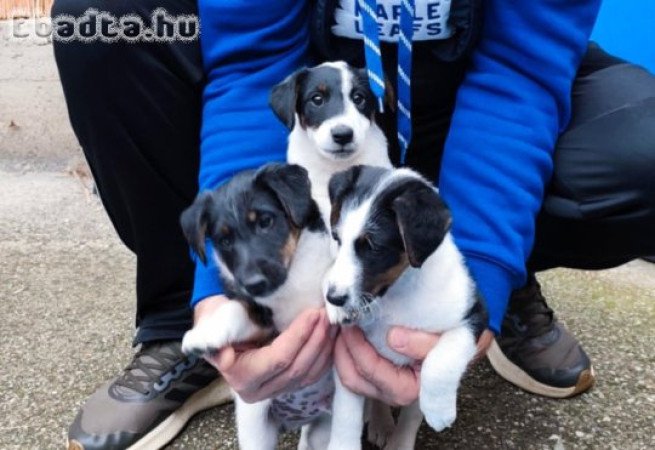 Foxterrier kiskutyák
