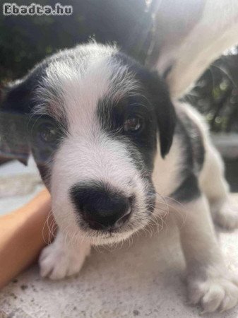 Foxterrier kiskutyák