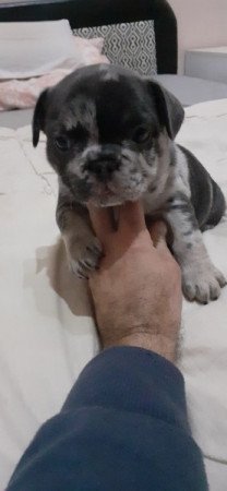 Francia bulldog