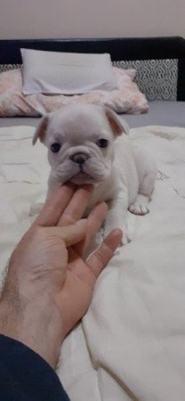 Francia bulldog