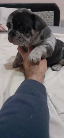 Francia bulldog