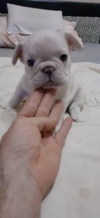 Francia bulldog