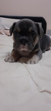 Francia bulldog