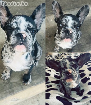 Kislány francia bulldog