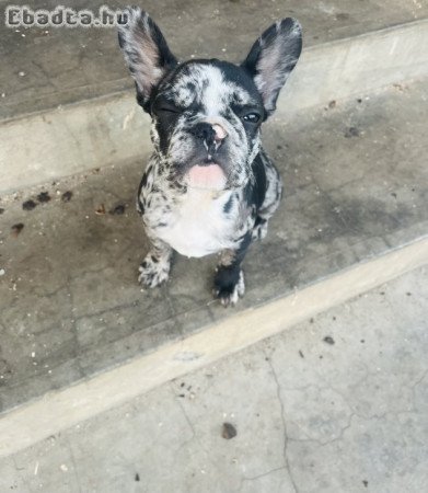Kislány francia bulldog