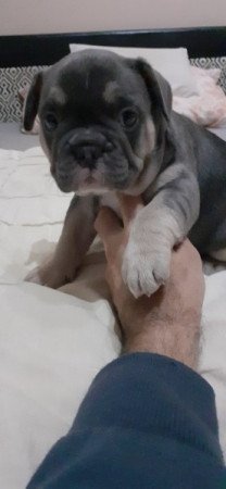 Francia bulldog