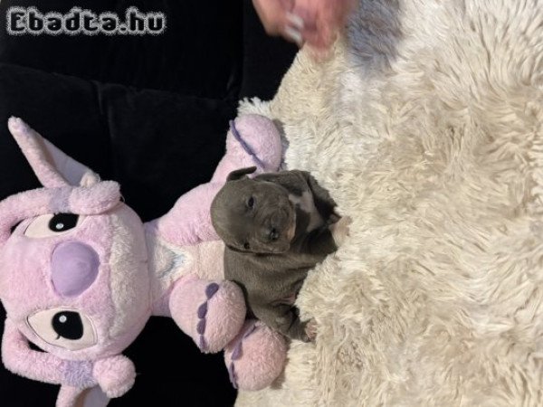 Eladó minőségi kék Amerikai  Stafford kölykök