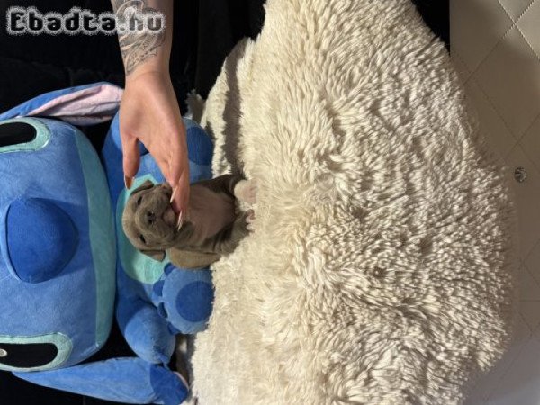 Eladó minőségi kék Amerikai  Stafford kölykök