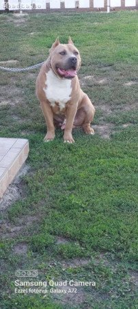 Eladó minőségi kék Amerikai  Stafford kölykök