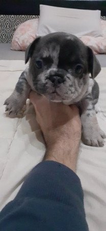 Francia bulldog
