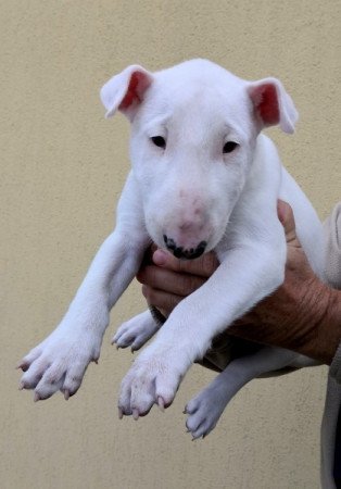 bullterrier