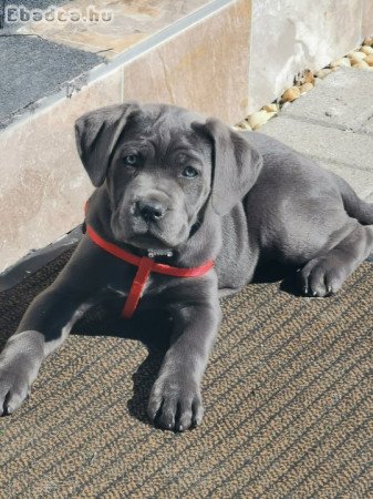 Cane Corso