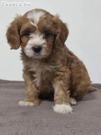 Cavapoo fiú kutyus