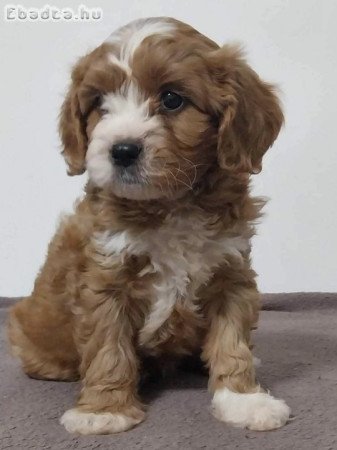 Cavapoo fiú kutyus