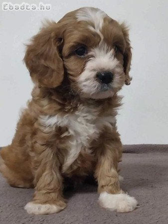 Cavapoo fiú kutyus