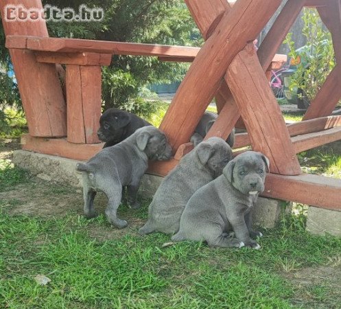 Cane Corso