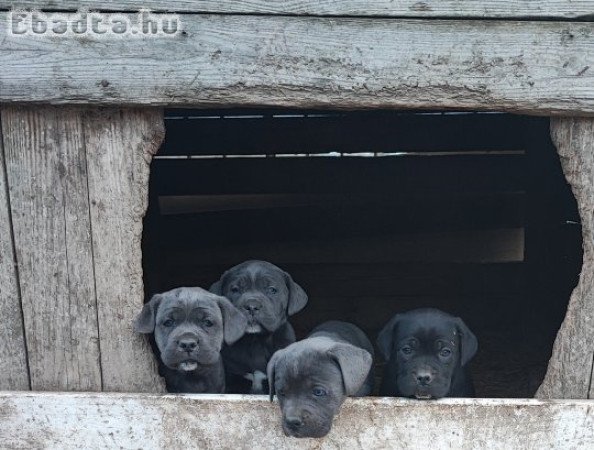 Cane Corso