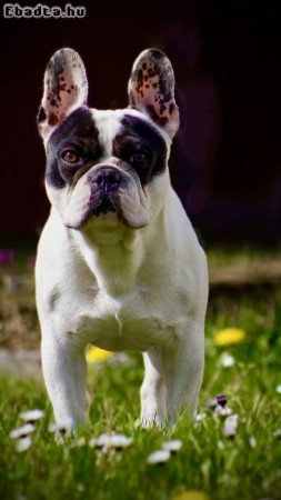 Francia bulldog, kan, 6 éves