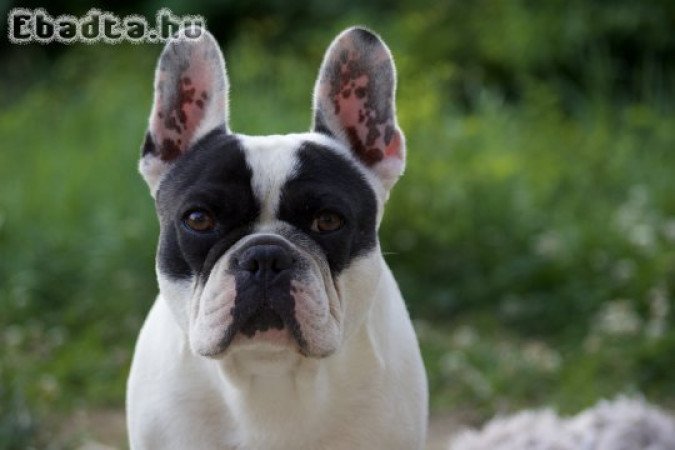 Francia bulldog, kan, 6 éves