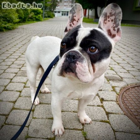 Francia bulldog, kan, 6 éves