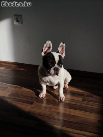 Francia bulldog, kan, 6 éves
