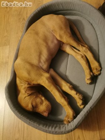 Fajtajellegű Rövidszőrű magyar vizsla kan kiskutya