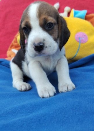 Beagle