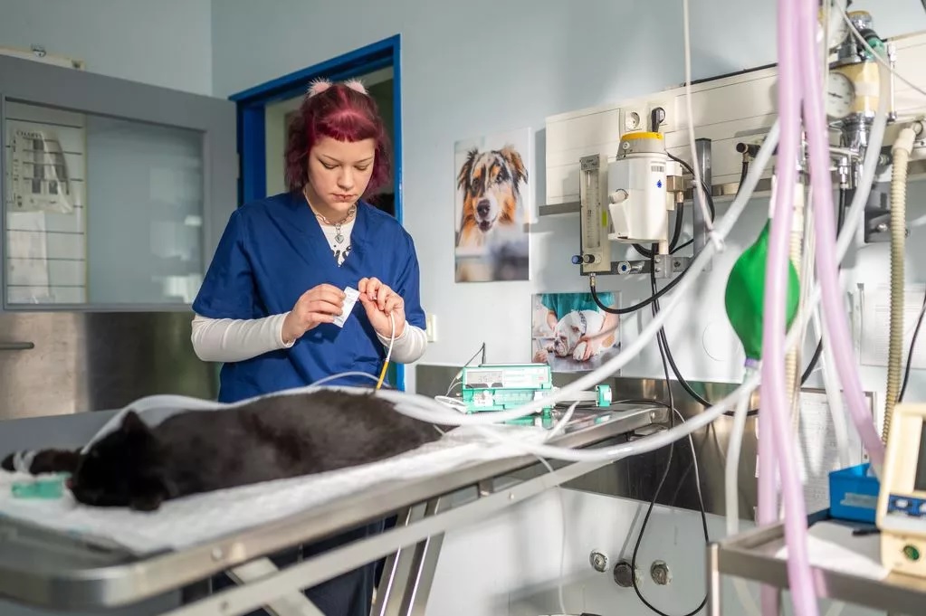 Egy állatorvos elárulta, melyik kutya hajlamos leginkább a harapásra