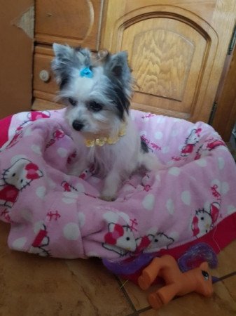 Biever yorki yorkshire