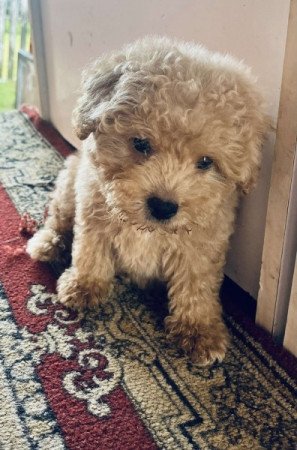 Máltai+uszkár=Maltipoo havanese bichon