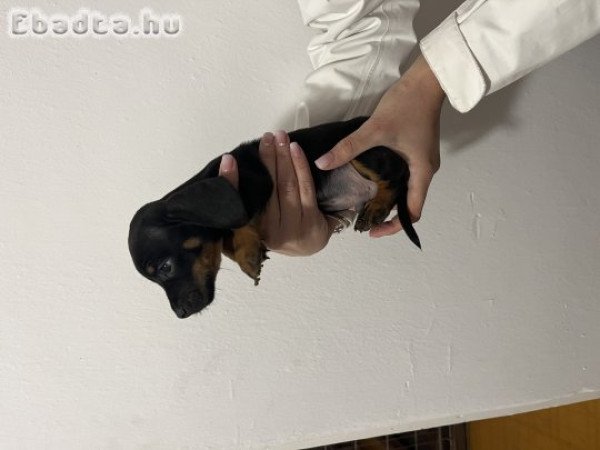 Törpe tacskó kiskutyák eladóak