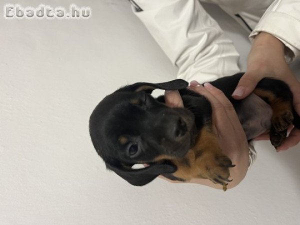 Törpe tacskó kiskutyák eladóak