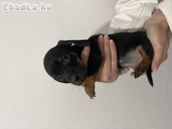 Törpe tacskó kiskutyák eladóak