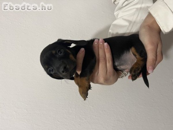 Törpe tacskó kiskutyák eladóak