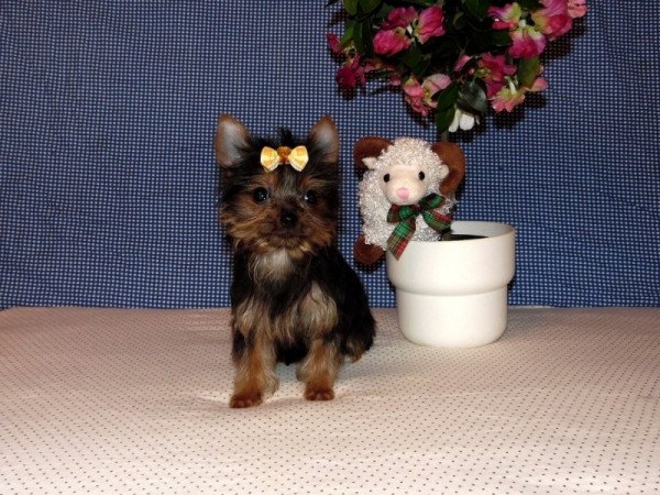 Yorkshire Terrier, Yorki