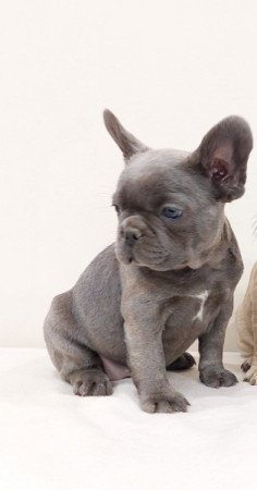 Francia bulldog